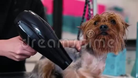 宠物新郎用烘干机清洗和烘干湿狗视频的预览图