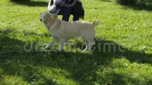 年轻的狗主人女孩在公园里玩她的拉布拉多视频的预览图