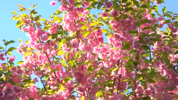 日本樱花盛开视频的预览图