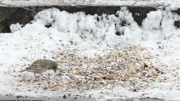 欧洲绿鳍从雪中撷取种子视频的预览图