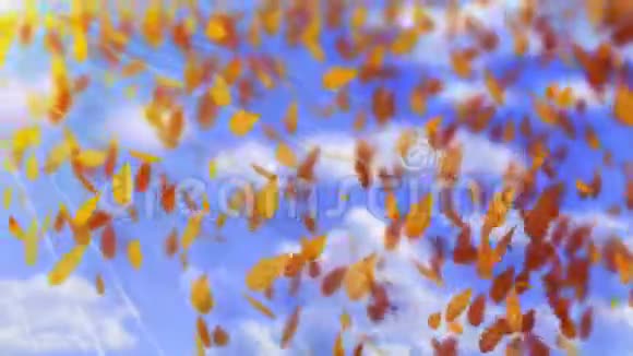 秋天落下来的棕色橡树叶在阳光明媚的一天蓝天的背景下秋天的天气风和干叶视频的预览图