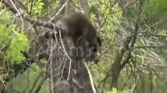 树上的浣熊视频的预览图
