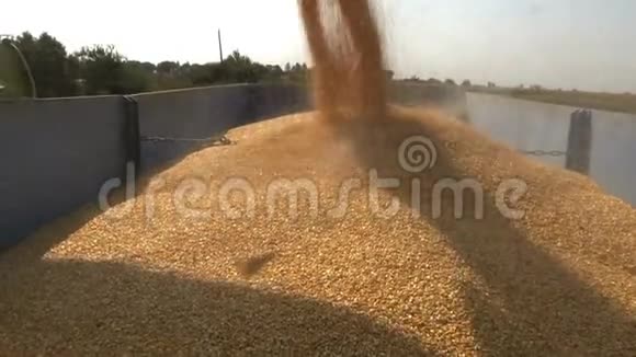 收获的玉米被装进拖车里视频的预览图