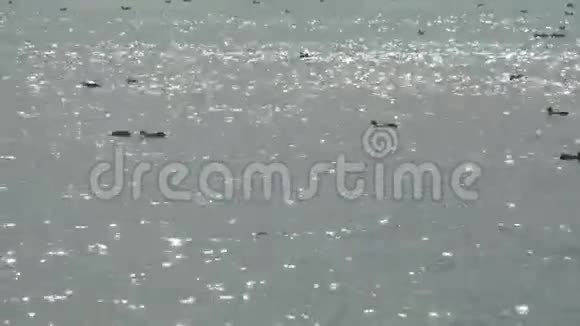 保加利亚波莫里大湖水上的鸭子视频的预览图