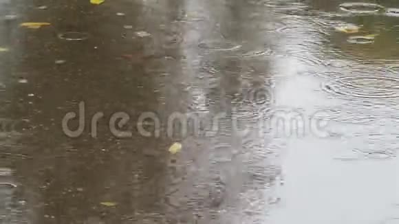 道路上水坑里有雨圈和黄叶视频的预览图