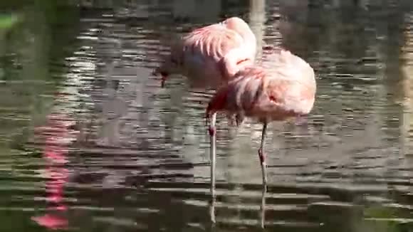 两只粉红火烈鸟视频的预览图