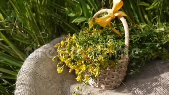 篮子和收集的草圣约翰麦汁在田野上打嗝夏季收获药用植物视频的预览图