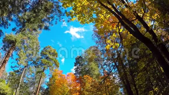 落叶和飘浮的云视频的预览图