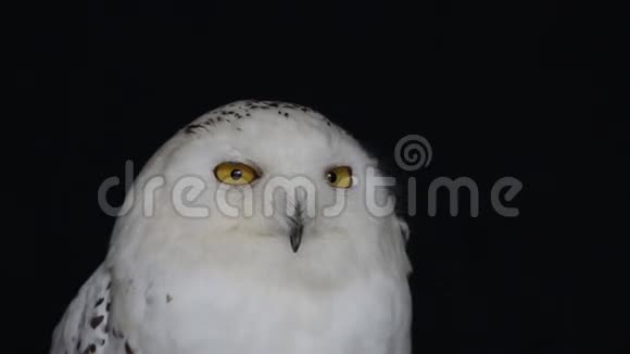 雪猫头鹰视频的预览图