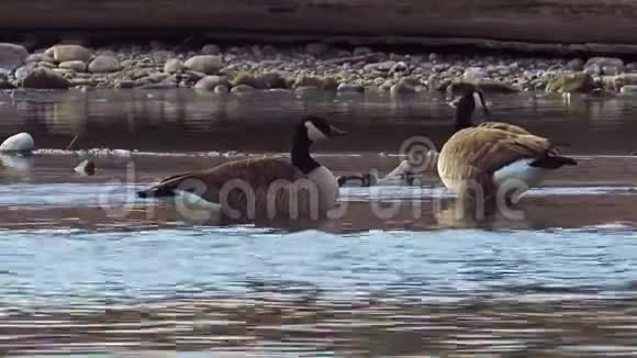 加拿大鹅在阿肯色河上觅食视频的预览图