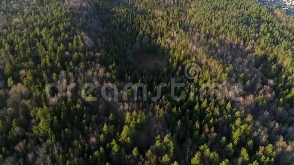 空中拍摄的森林景色在森林的中央沼泽视频的预览图
