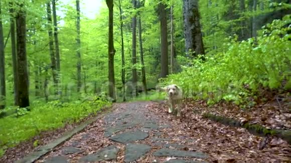拉布拉多猎犬走过森林斯坦迪卡姆万向节射击棕色金发狗小狗在山林中奔跑视频的预览图