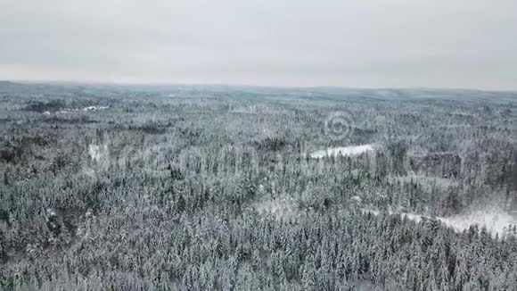 在寒冷的冬天快速地飞越大森林视频的预览图