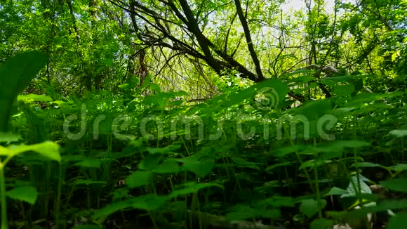 绿色林底植物观树冠下郁郁葱葱的绿色植物视频的预览图