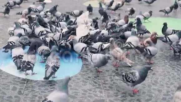 城市广场上成群的鸽子慢动作视频的预览图