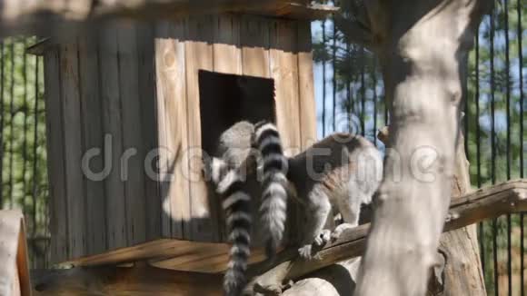 黄色动物园里的狐猴视频的预览图