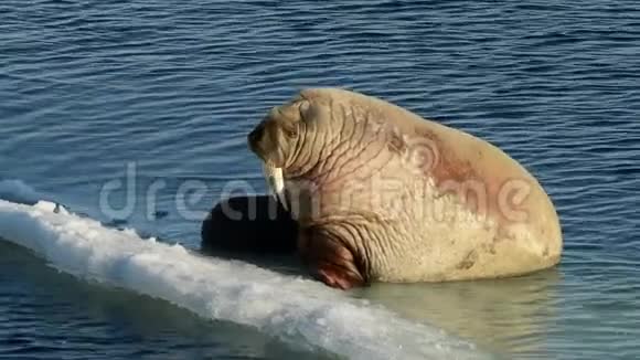 冰流中的海象视频的预览图