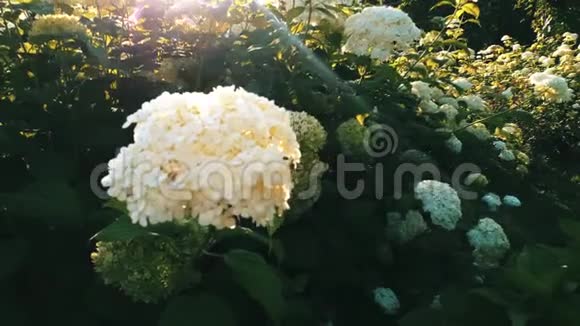 花园里的绣球花视频的预览图