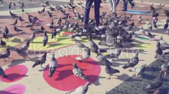 城市广场上成群的鸽子慢动作视频的预览图