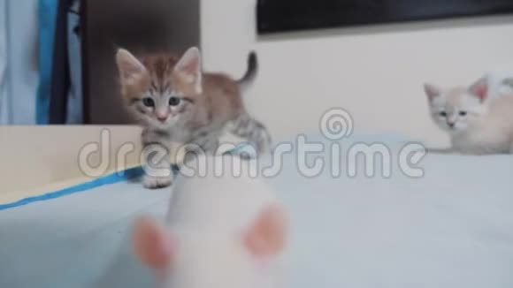 小黑条纹两只小猫在玩猎鼠游戏有趣的罕见视频小猫和一只老鼠在床上奔跑视频的预览图