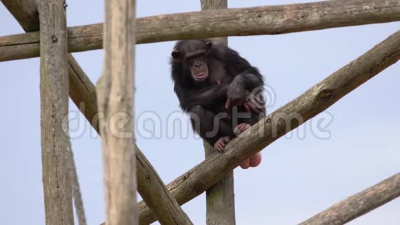 一只普通的黑猩猩视频的预览图