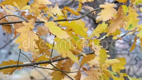 黄橡树的叶子随风飘动视频的预览图