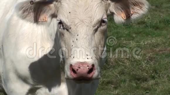 奶牛视频的预览图