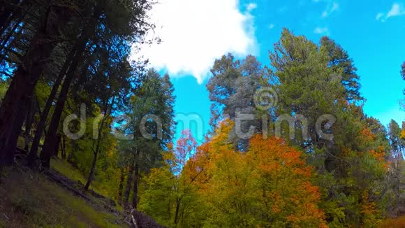 落叶和飘浮的云视频的预览图