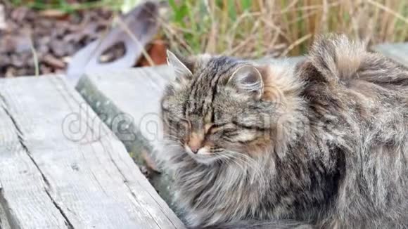 一只美丽的毛茸茸的猫在大风下坐在木桥上视频的预览图