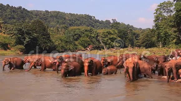 斯里兰卡大象视频的预览图