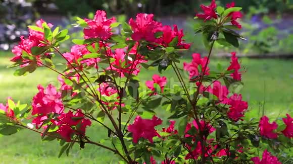 微风吹拂着红色开花的杜鹃花视频的预览图