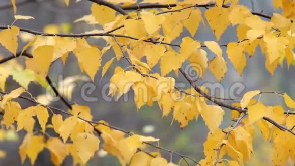 黄桦树的叶子随风飘动视频的预览图