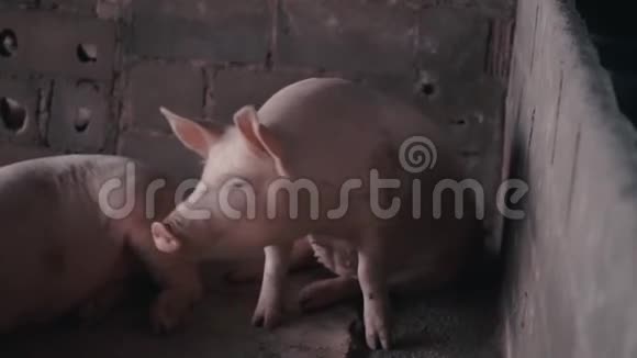 农场里的猪笼里视频的预览图