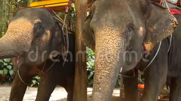 慢动作家庭在农场喂大象视频的预览图