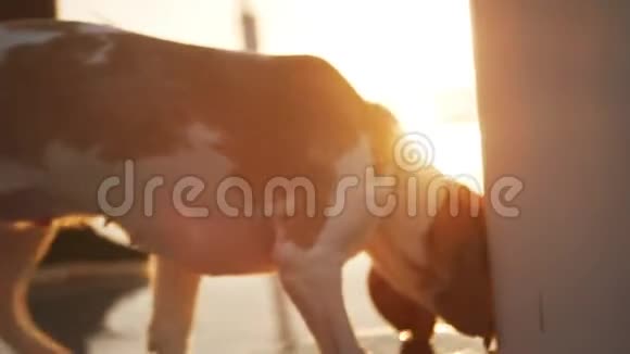 白色和棕色的狗狗带着皮带闻着气味在潮湿的码头上散步主人关上了斯洛莫视频的预览图