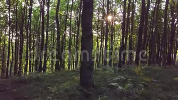 日出晨光下绿色森林全景视频的预览图