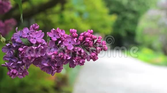 紫丁香的的一个植物园里丁香花的枝条随风摇动视频的预览图