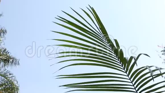 棕榈树逆天落叶视频的预览图