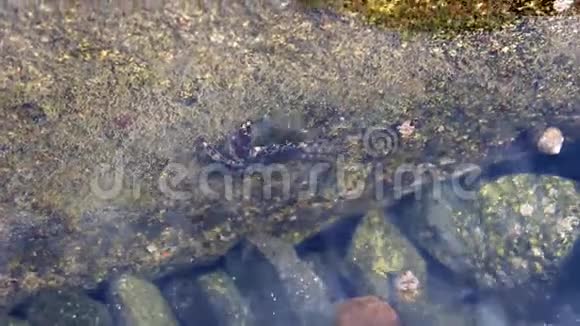 海蟹吃海藻视频的预览图