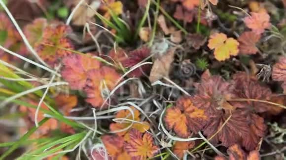 落叶躺在绿草上录像外面晴朗的秋日森林地面植物密集生态自然宏观视频的预览图