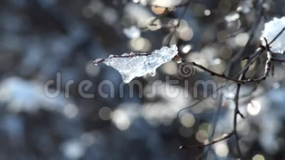 一块薄薄的树枝上的冰在风中沙沙作响视频的预览图