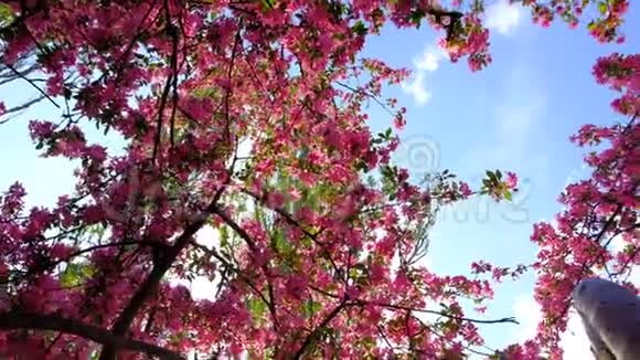 4KUHD在春天公园的蓝天上绽放的粉红色樱花树视频的预览图