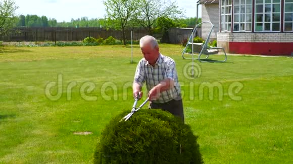 勤劳的老人用漂亮的剪刀花园装饰灌木修剪视频的预览图
