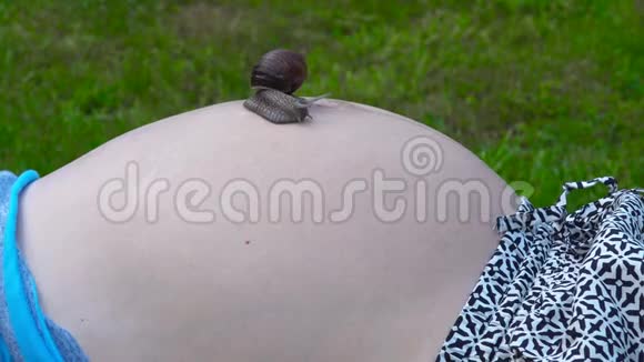 怀孕的母胃和大蜗牛在上面爬行视频的预览图