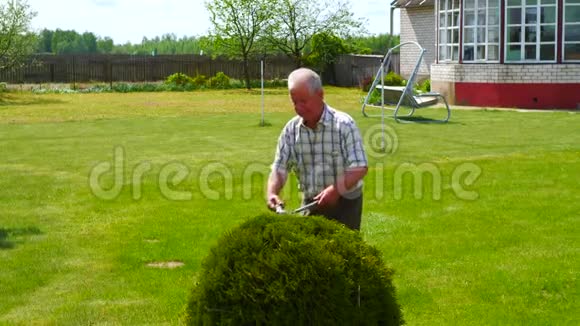 勤劳的老人用漂亮的剪刀花园装饰灌木修剪视频的预览图
