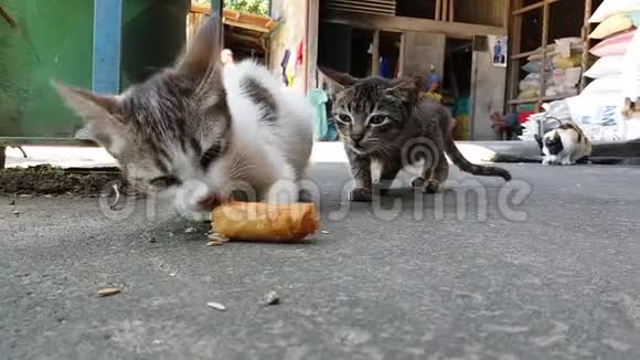 小猫在人行道上吃剩饭视频的预览图