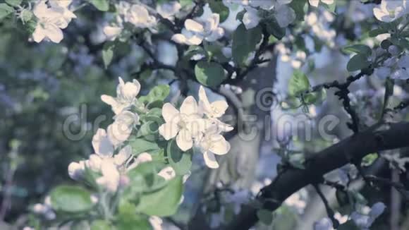 春季主题秋季花瓣的细节苹果花开了冷凉的气氛视频的预览图