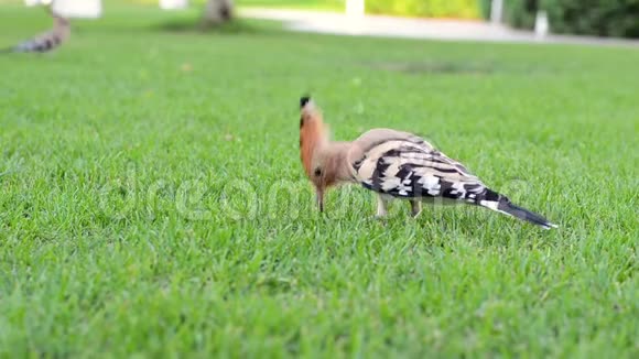 美丽多彩的鸟儿在绿色的草坪上寻找食物视频的预览图