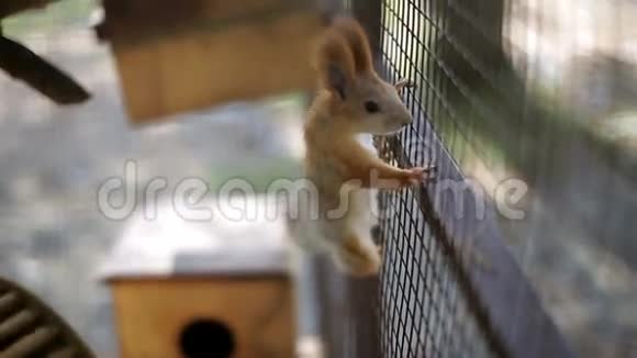 松鼠坐在笼子里视频的预览图