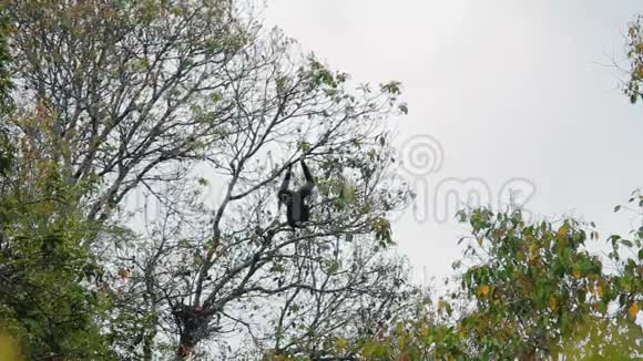 黑长臂猿坐在树上视频的预览图
